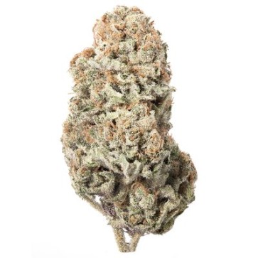 Семена конопли CBD Galaxy Feminised